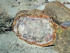 Image result for Petrified Wood Bark