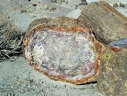 Image result for Petrified Bog Wood