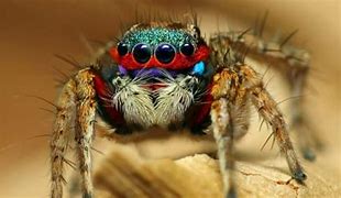 Image result for Giant Spider Species