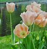 Image result for Tulipa Apricot Beauty