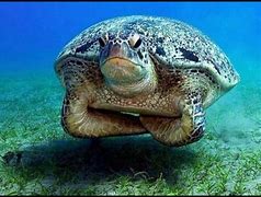 Image result for Funny Animals Turtle