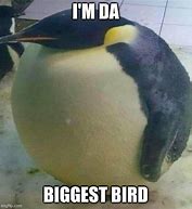 Image result for Da Biggest Bird Meme Penguin