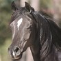 Image result for Arabian Horse Characteristics