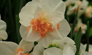 Risultato immagine per Narcissus Pink Paradise