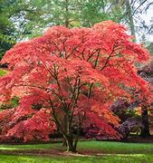 Image result for Ornamental Maple Tree