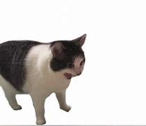 Image result for Cat Yelling Meme Template