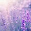 Image result for iPhone Lavender Aesthetic Wallpaper