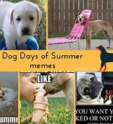 Image result for Funny Summer Dog Meme