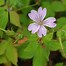 Image result for Geranium nodosum