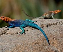 Image result for Red Headed Lizard