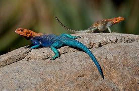 Image result for Red Swamp Lizard