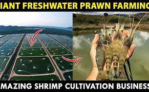 Image result for Aquaculture Shrimp Farming