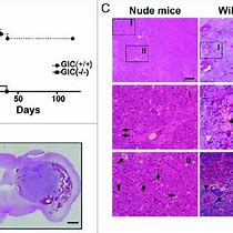 Image result for Difference Netween Rats and Mice