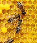 Image result for Baby Queen Bee