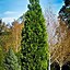 Image result for Incense Cedar Conifer Tree