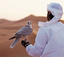 Image result for Saudi Arabia Falcon