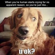 Image result for Cute Funny Dog Memes