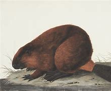 Image result for Canadian Beaver