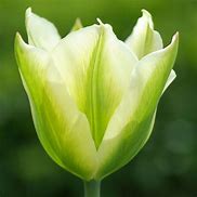 Image result for Tulip Pint