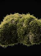 Image result for 3D Moss