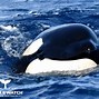 Image result for Whale Super Pod