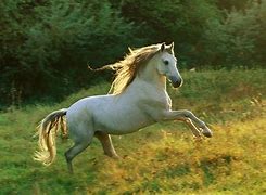 Image result for Stunning Beautiful Horse Wallpaper
