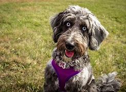 Image result for Australian Labradoodle Angry Look In