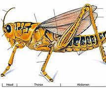 Image result for Cricket Insect Body Parts