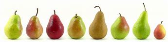 Image result for Pear Varieties List