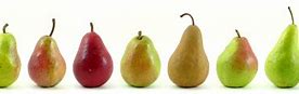 Image result for Different Kinds of Pears