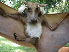 Image result for Buettikofer's Epauletted Fruit Bat