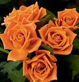Image result for Orange Hybrid Tea Rose Varieties