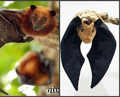 Image result for Baby Fruit Bat Plush