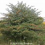 Image result for Trees in Western Wisconsin with a Football Shaped Fruit
