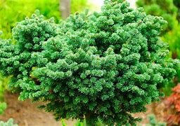 Image result for Abies lasiocarpa Alpine Beauty