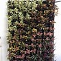 Image result for Vertical Wall Garden Plants
