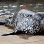 Image result for Zoo Sea Lion