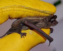 Image result for Mexican Free-Tailed Bat