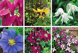 Image result for Clematis Pruning Groups