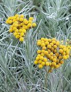 Image result for Helichrysum italicum  (CURRY)