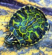 Image result for Small Colorful Turtles