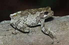 Image result for Eastern Grey Tree Frogs