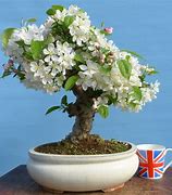 Image result for Crab Apple Bonsai Tree