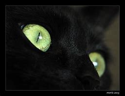 Image result for Cat Eyes Shock