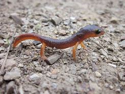 Image result for Baby Newt