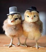 Image result for Chicken Wallpaper Funny iPhone XR