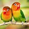 Image result for Green Amazon Parrot 4K