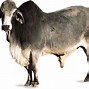 Image result for Beefmaster Cow