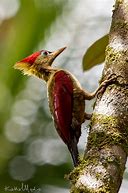 Image result for Picus puniceus