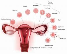 Image result for What Does Early Pregnancy Spotting Look Like